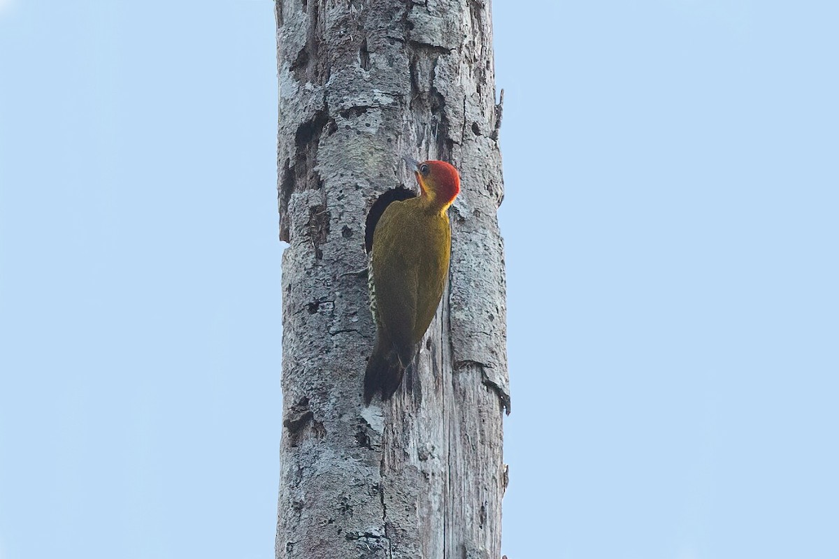 White-throated Woodpecker - ML483040481