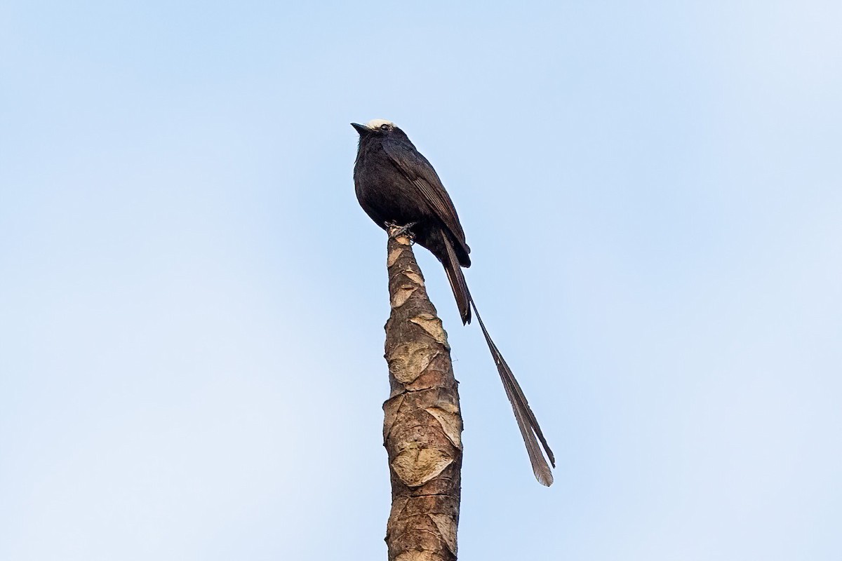 Long-tailed Tyrant - ML483040581