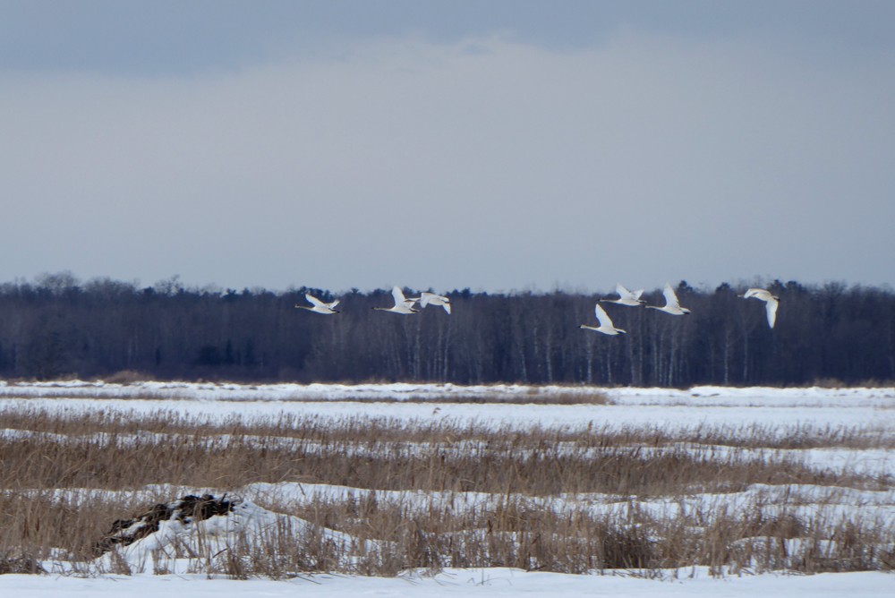 Trumpeter Swan - ML48304061