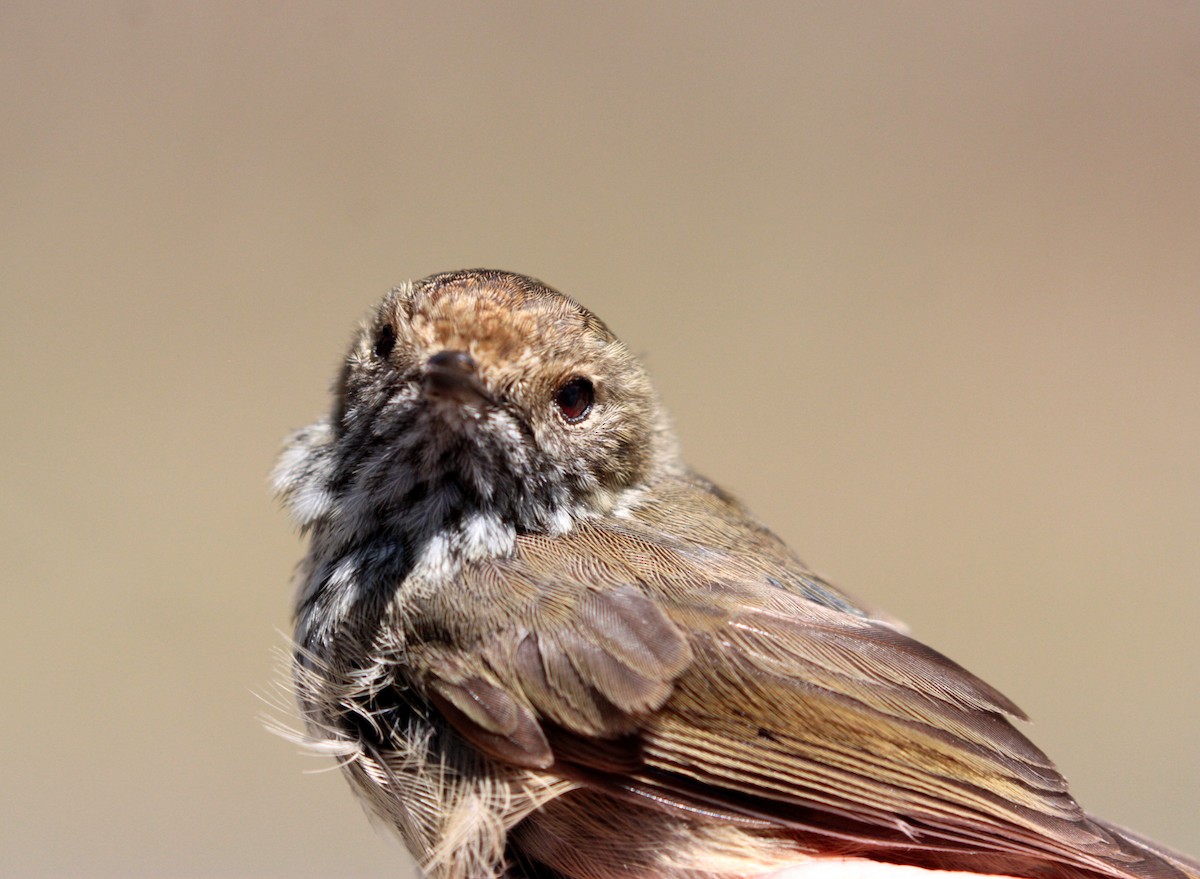 Brown Thornbill - ML48304091