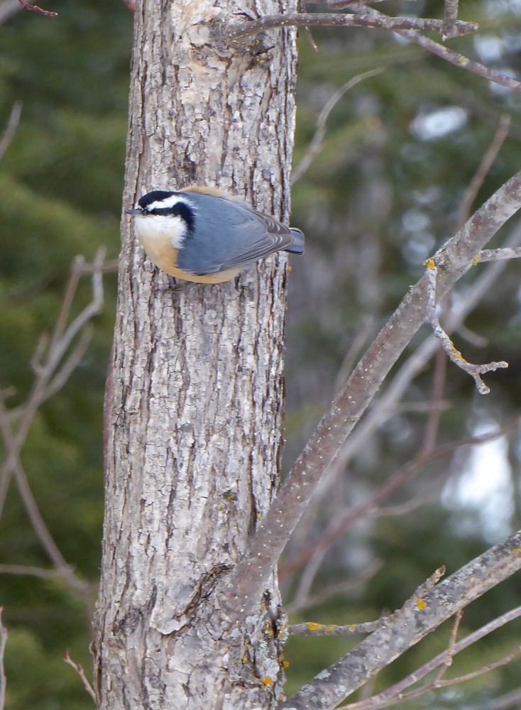 Red-breasted Nuthatch - ML48304101