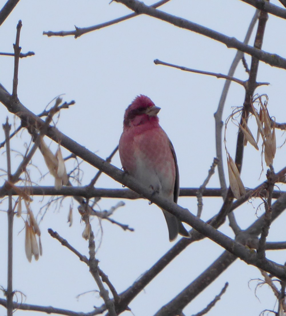 Purple Finch - ML48304141