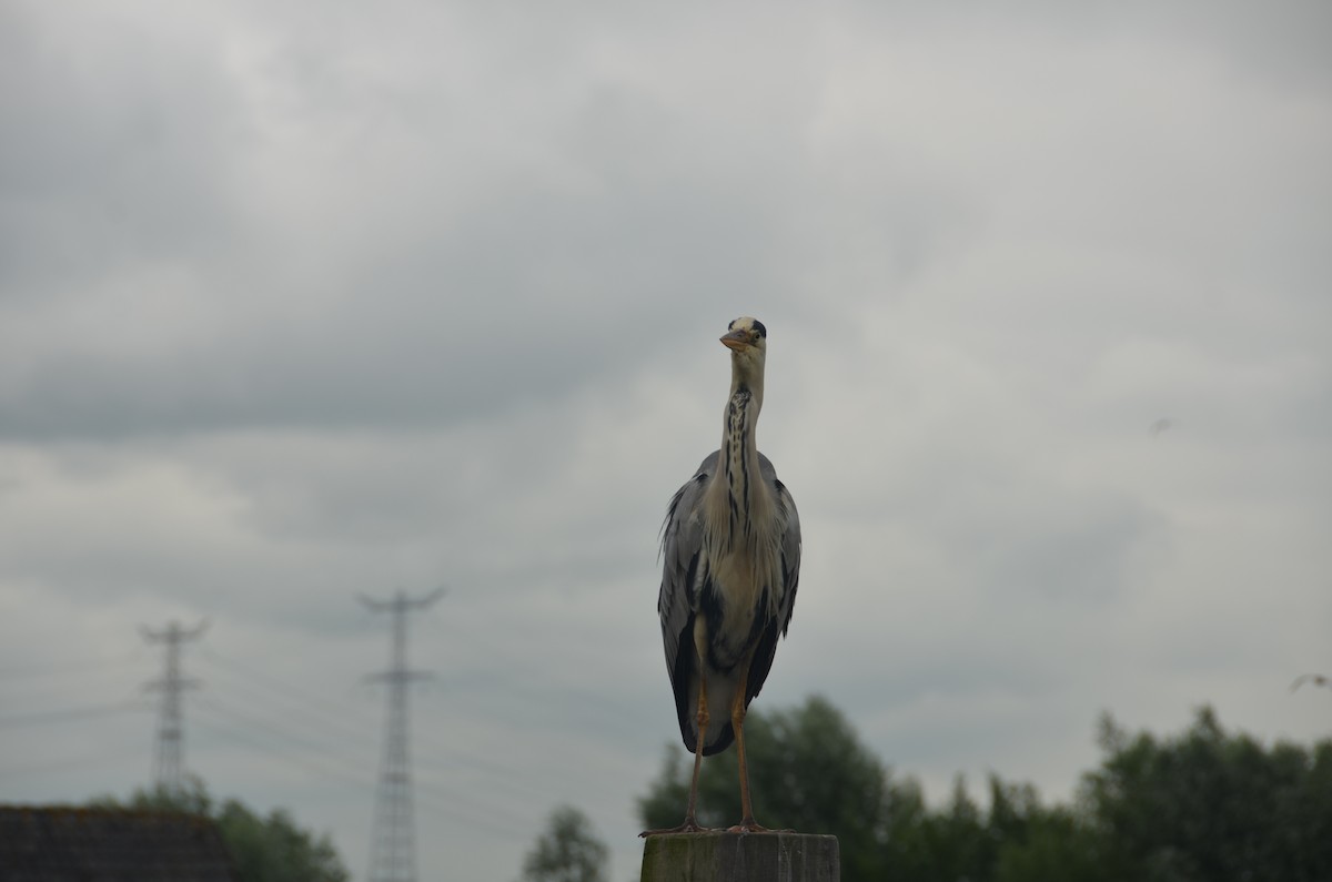 Graureiher - ML483041971