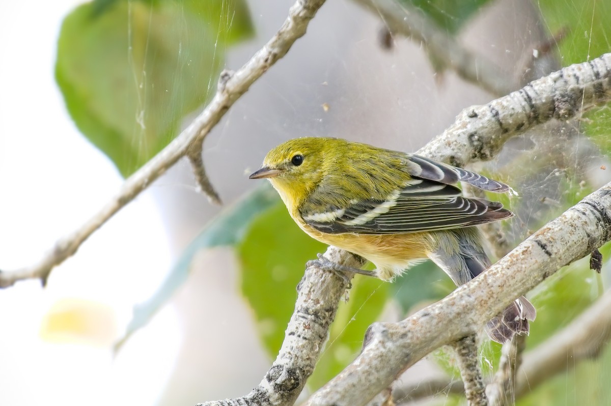 Bay-breasted Warbler - ML483041981