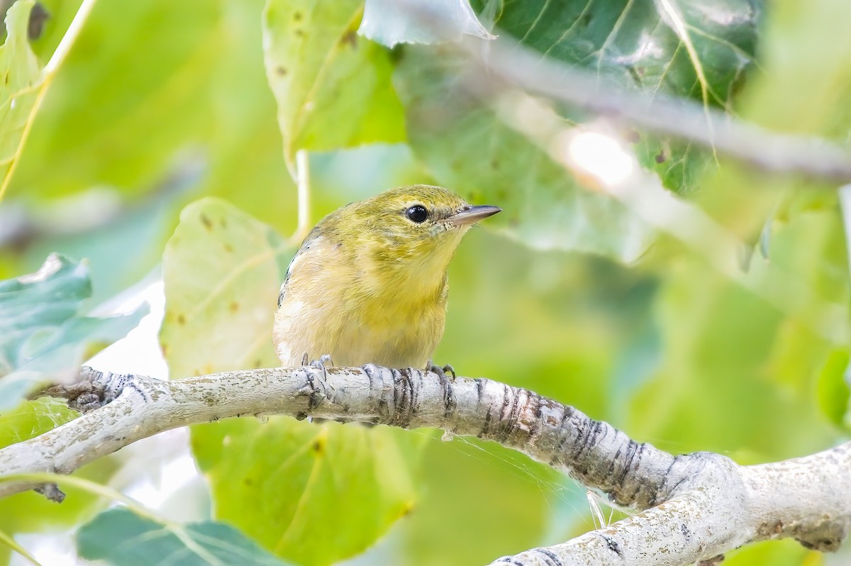 Bay-breasted Warbler - ML483042001