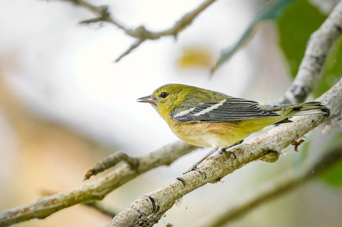 Bay-breasted Warbler - ML483042011