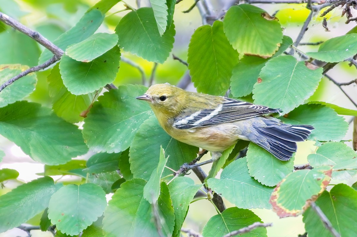 Bay-breasted Warbler - ML483042021