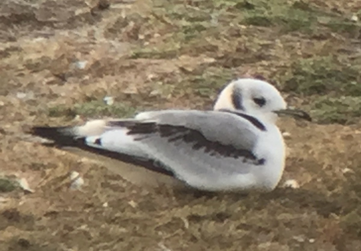 Black-legged Kittiwake - Sharon Forsyth