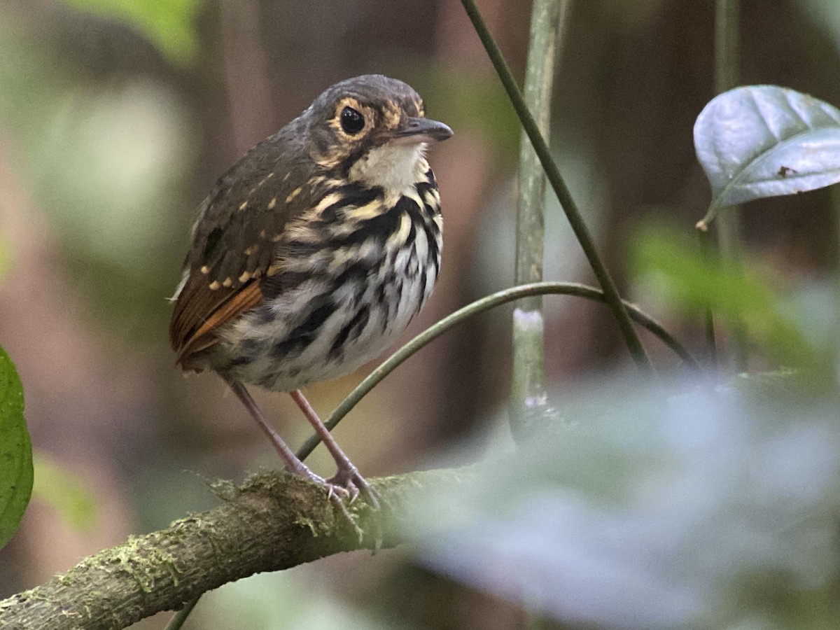 Streak-chested Antpitta - ML483043521