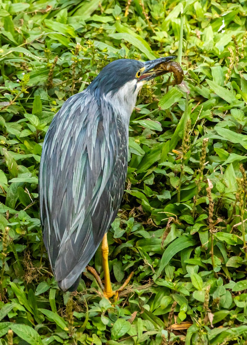 Striated Heron - ML483043851