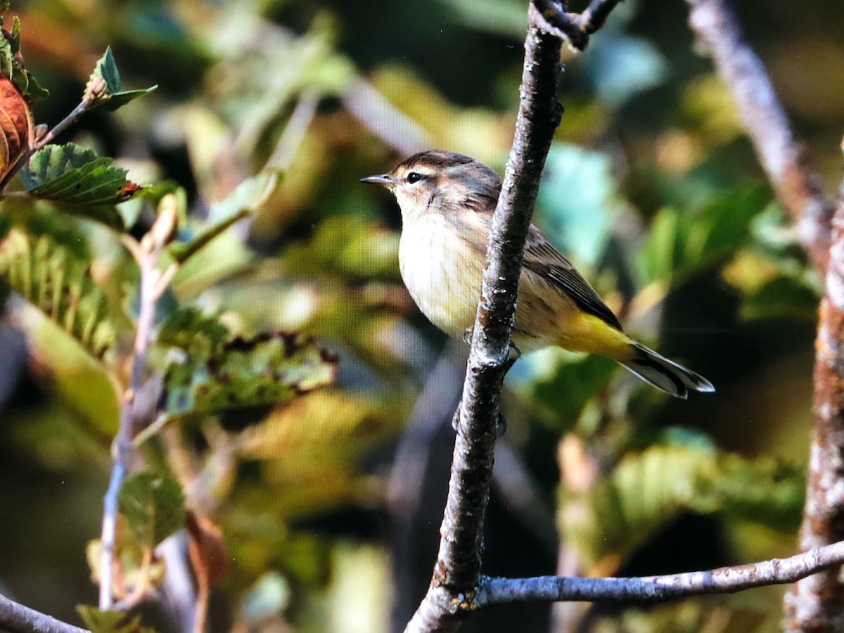 Palm Warbler - Mike Bentley