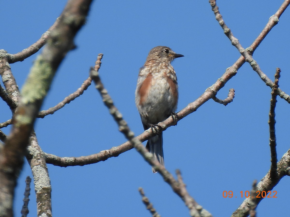 Eastern Bluebird - ML483044531