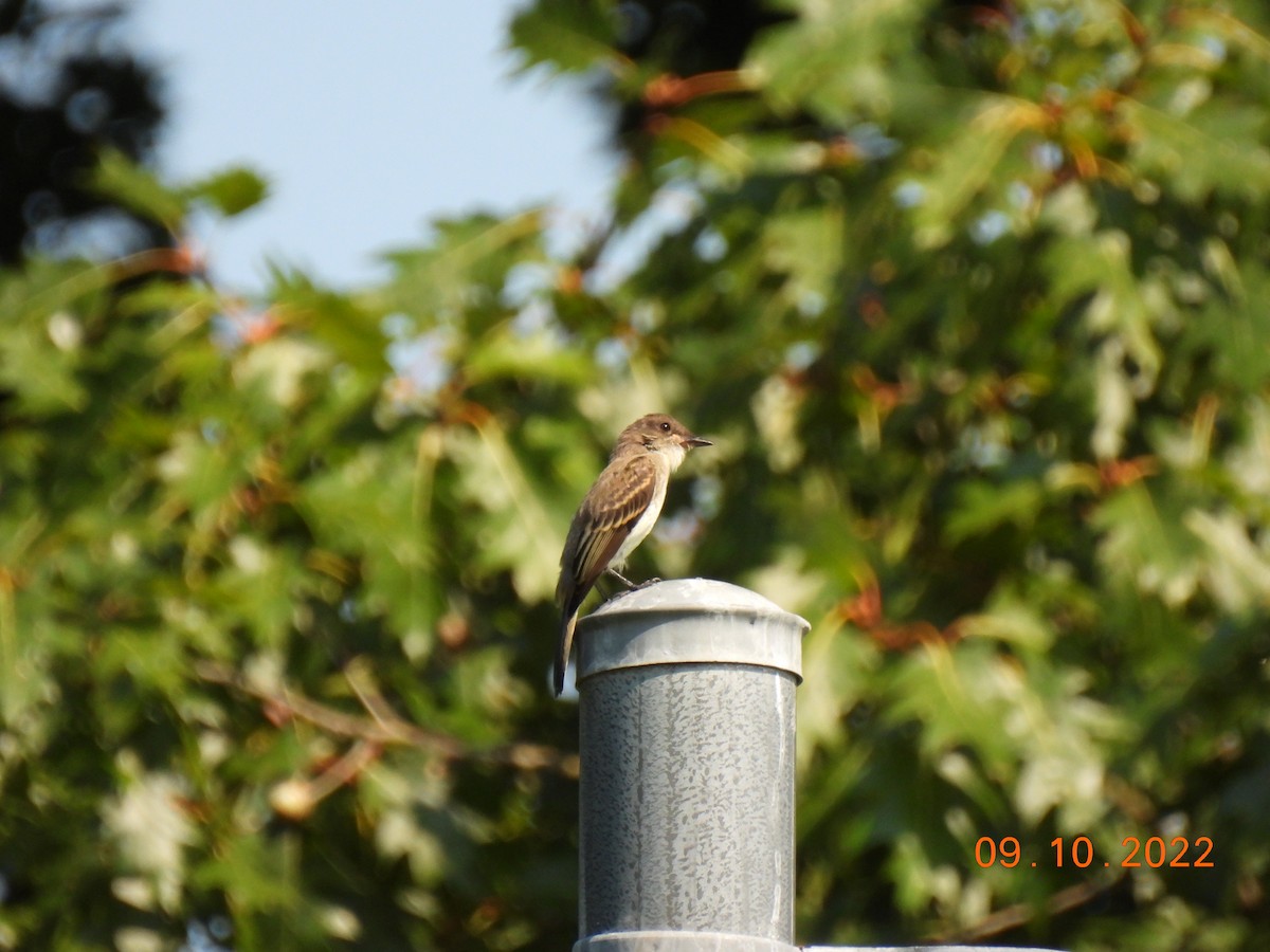 Eastern Wood-Pewee - ML483044931