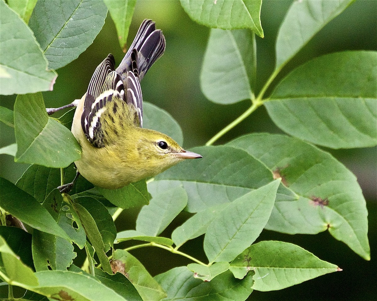 Bay-breasted Warbler - ML483045021