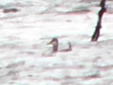 Ahate herdoiltsua - ML48304521