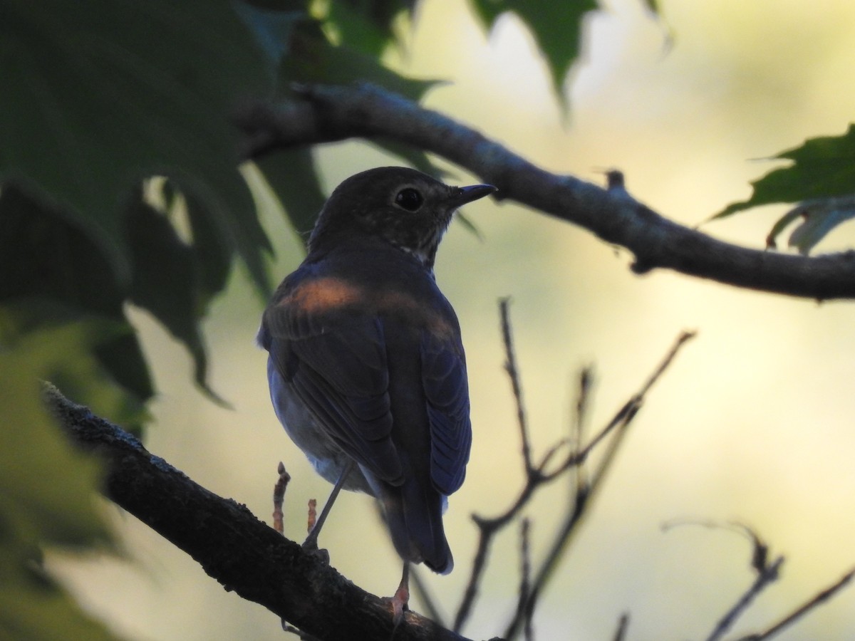 Swainson's Thrush - ML483046571