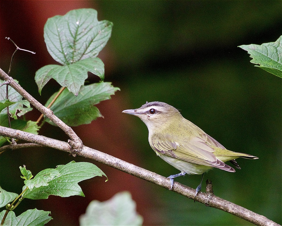 Red-eyed Vireo - ML483047501