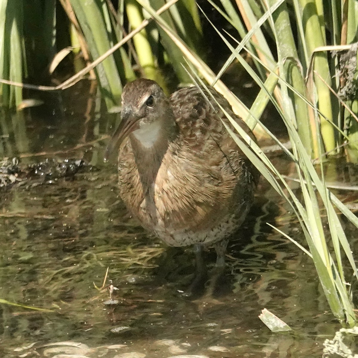 Clapper Rail - ML483047651