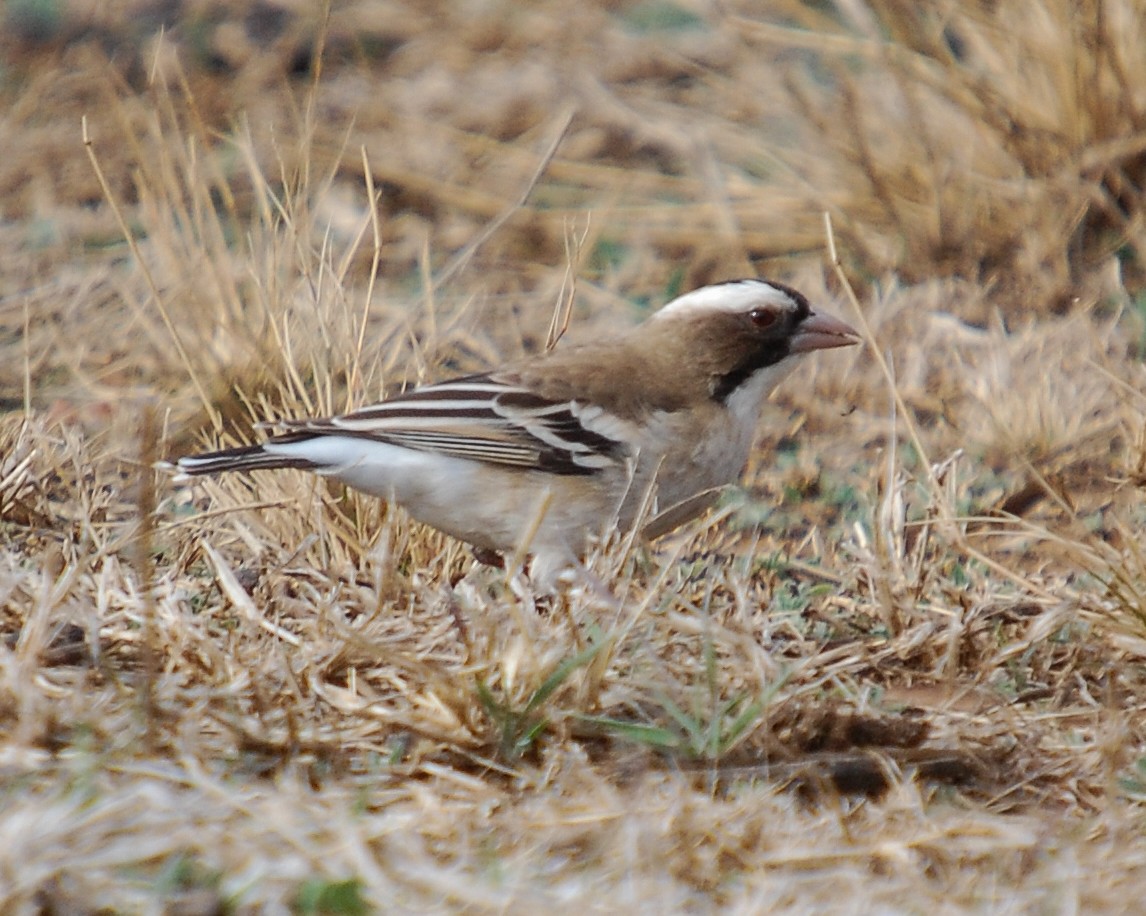 White-browed Sparrow-Weaver (White-breasted) - ML483048711