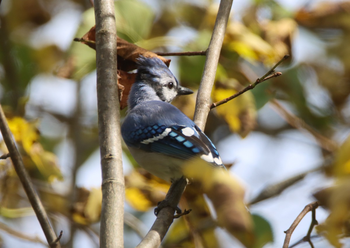 Blue Jay - ML483049941