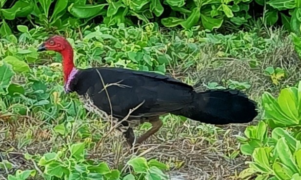 Australian Brushturkey - ML483052371