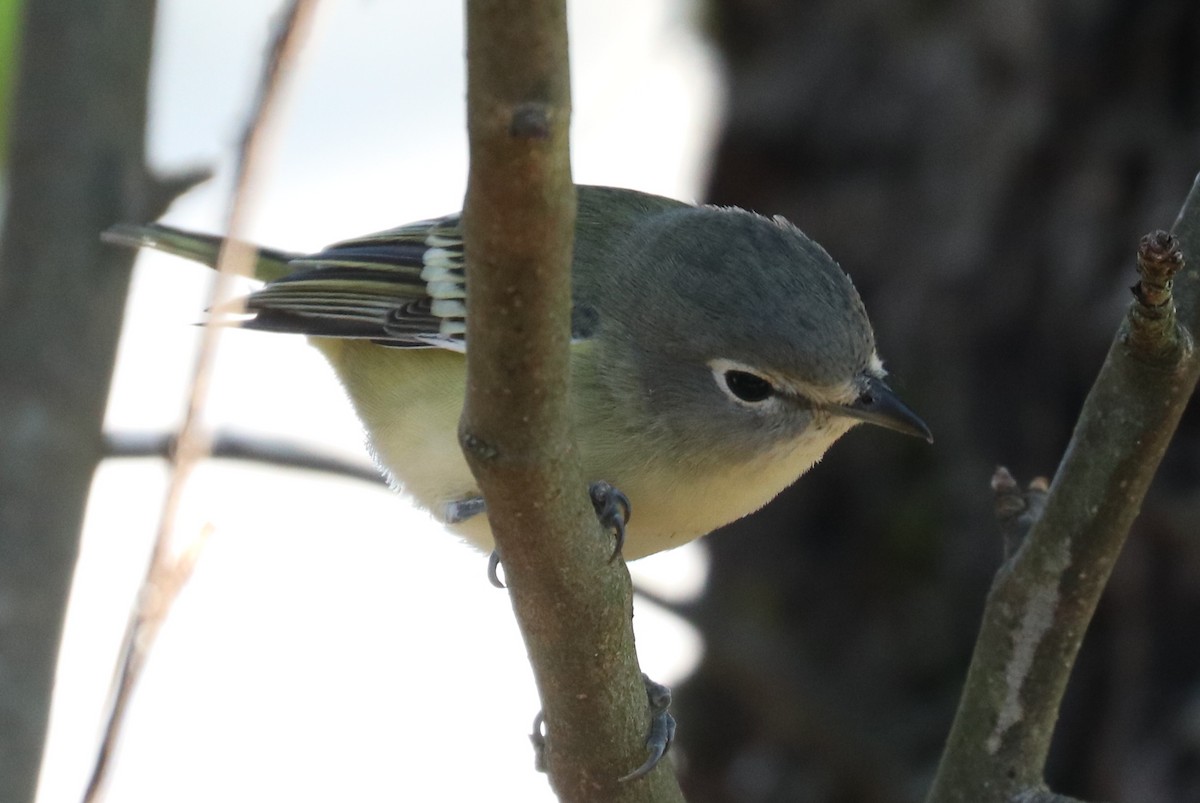 Cassin's Vireo (Cassin's) - ML483052391