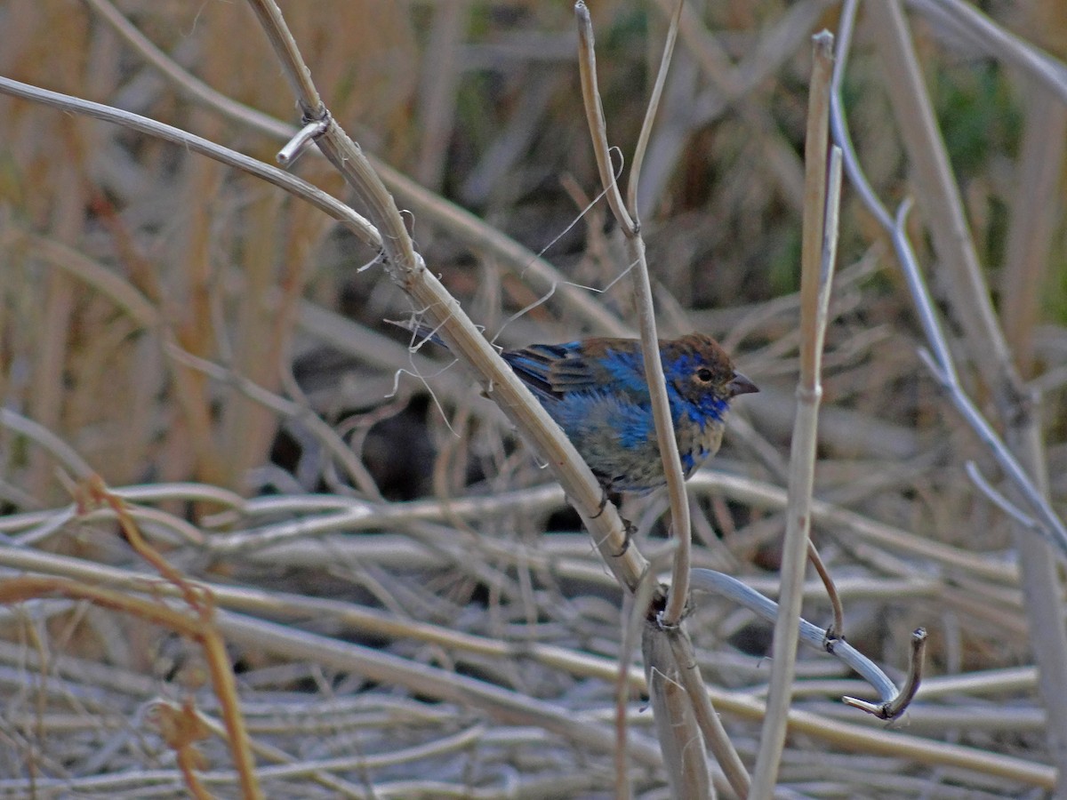 Indigo Bunting - ML48305271