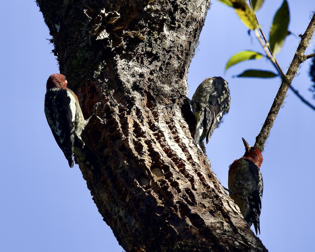 Red-breasted Sapsucker - ML483053111