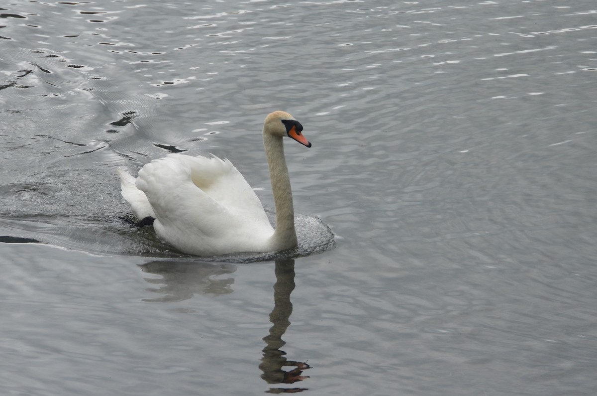 Mute Swan - ML483055201