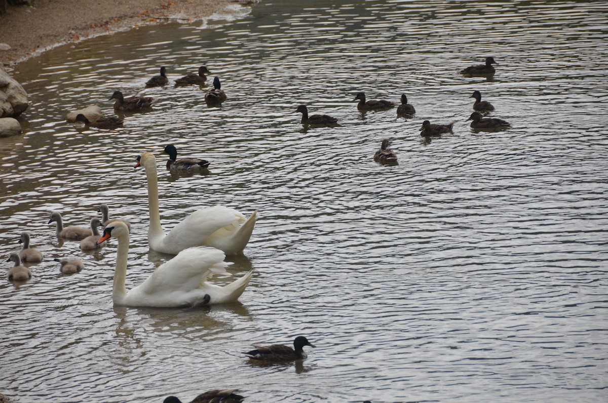 Mute Swan - ML483055231