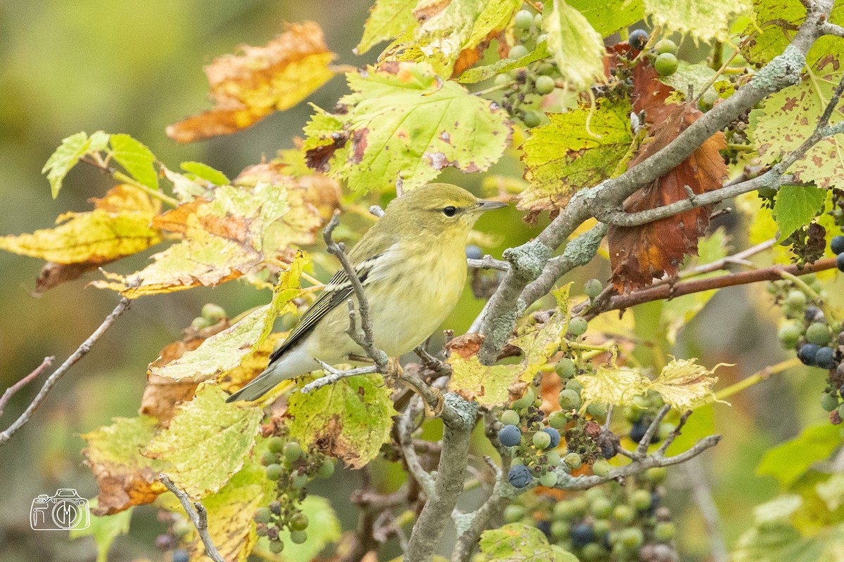 Blackpoll Warbler - ML483056931