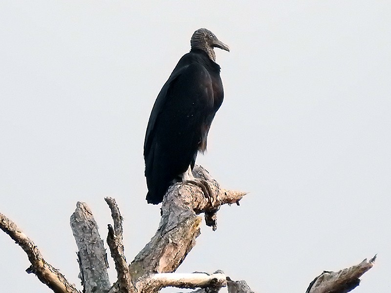 Black Vulture - Kathy S. Prindle
