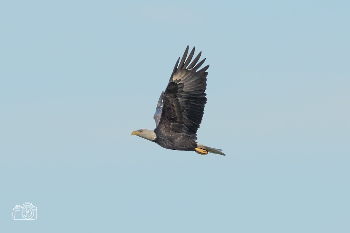 Bald Eagle - ML483060691