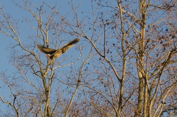 American Bittern - ML48306151