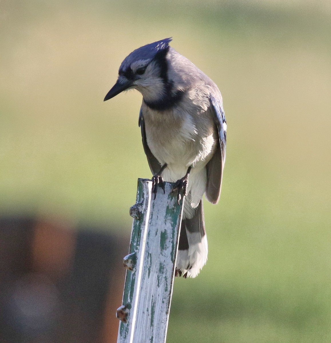 Blue Jay - ML483061631