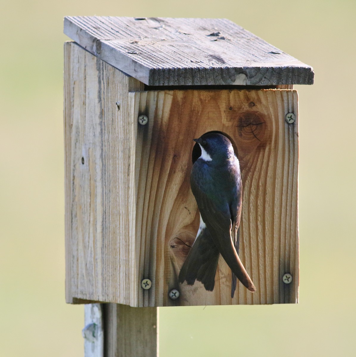 Tree Swallow - ML483061691