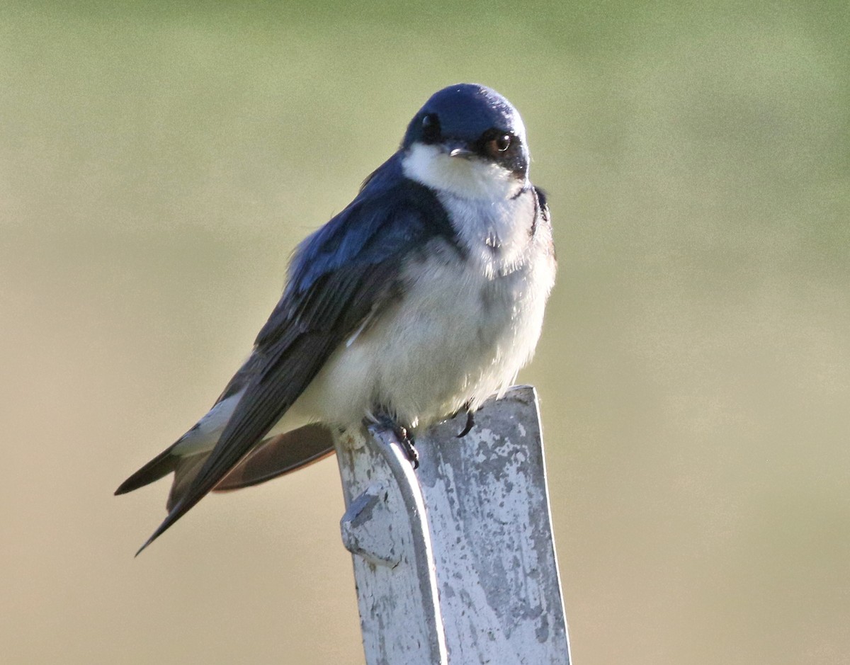 Tree Swallow - ML483061701