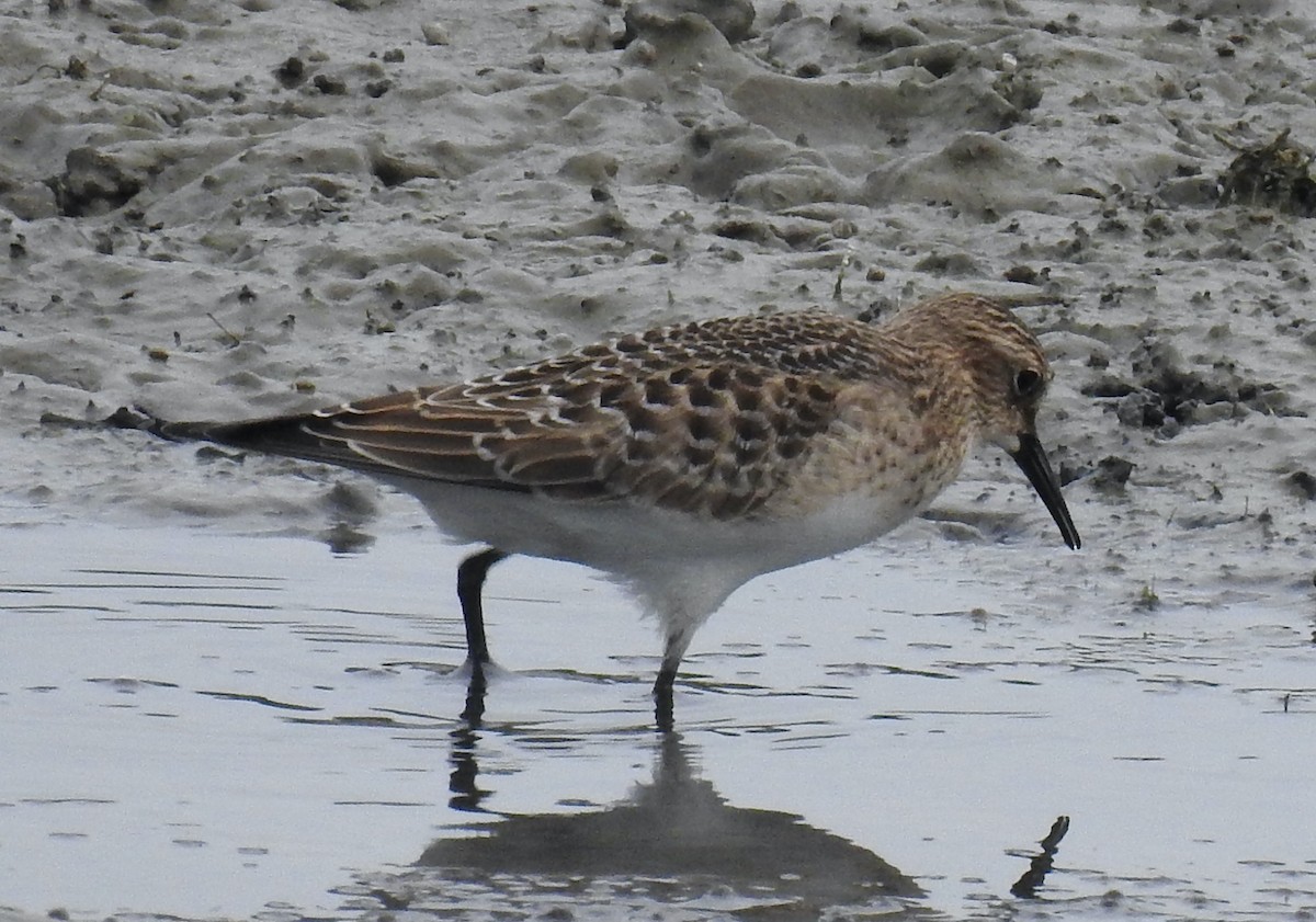 Baird's Sandpiper - ML483062461