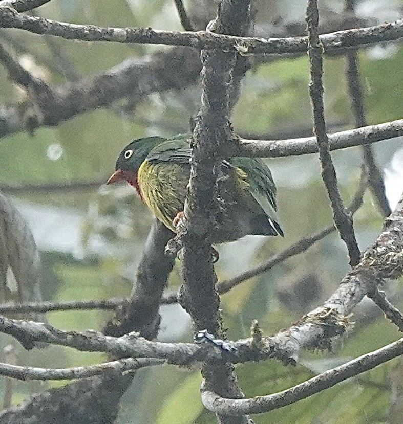 Scarlet-breasted Fruiteater - ML483065641