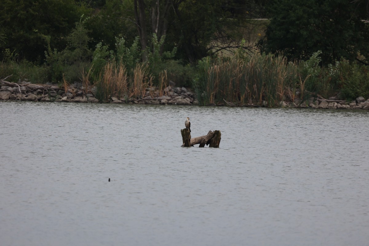 Double-crested Cormorant - ML483066331