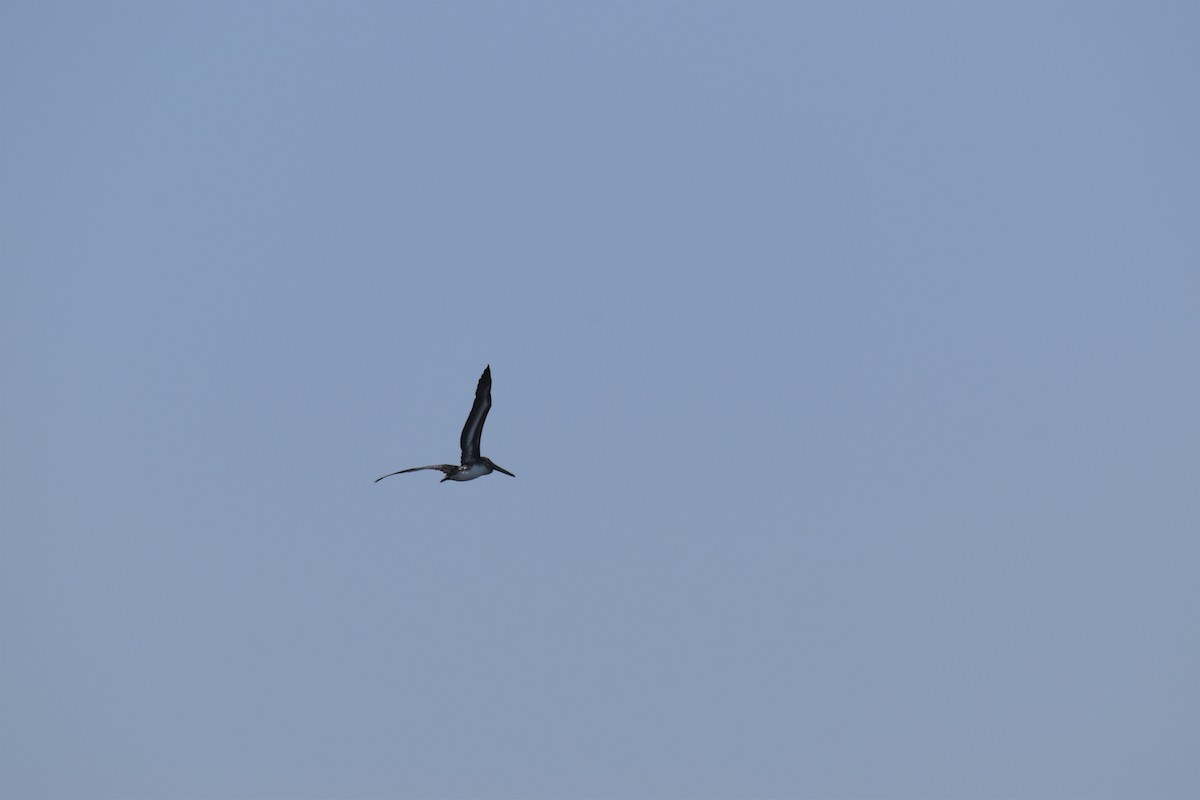 Brown Pelican - ML483066461