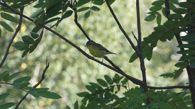 Philadelphia Vireo - ML483066581