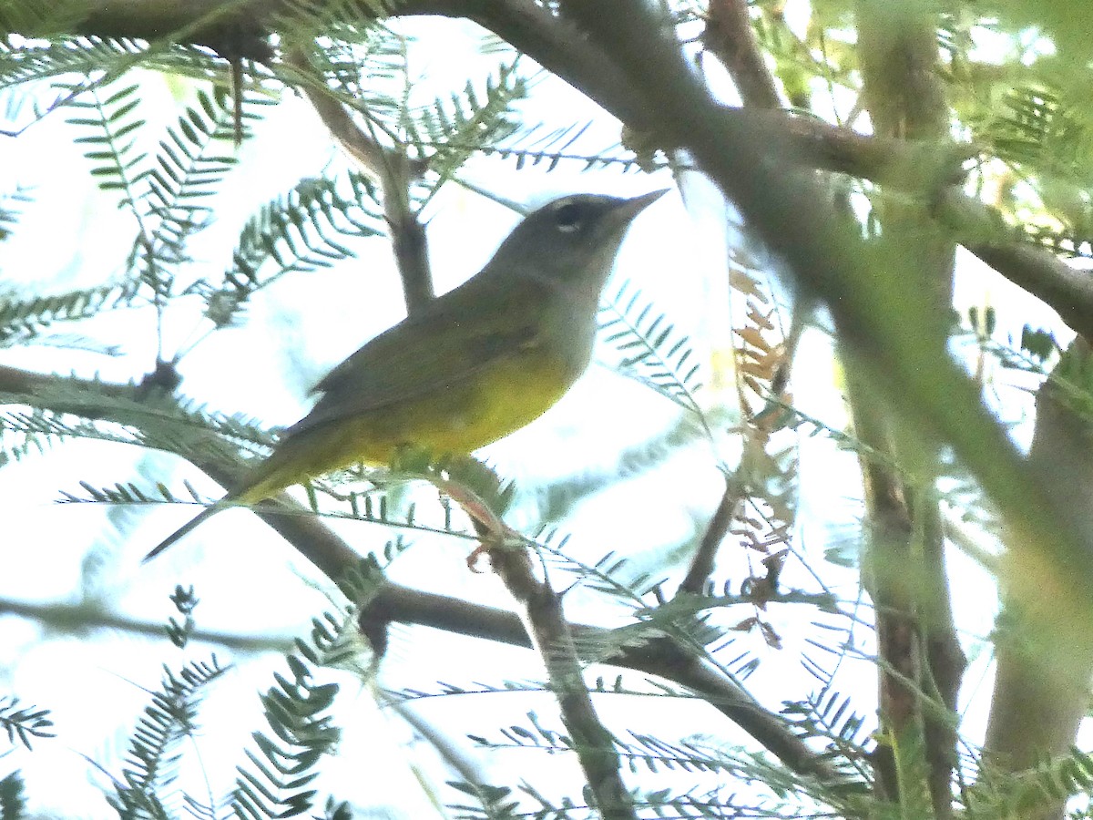 MacGillivray's Warbler - Dennis Wolter