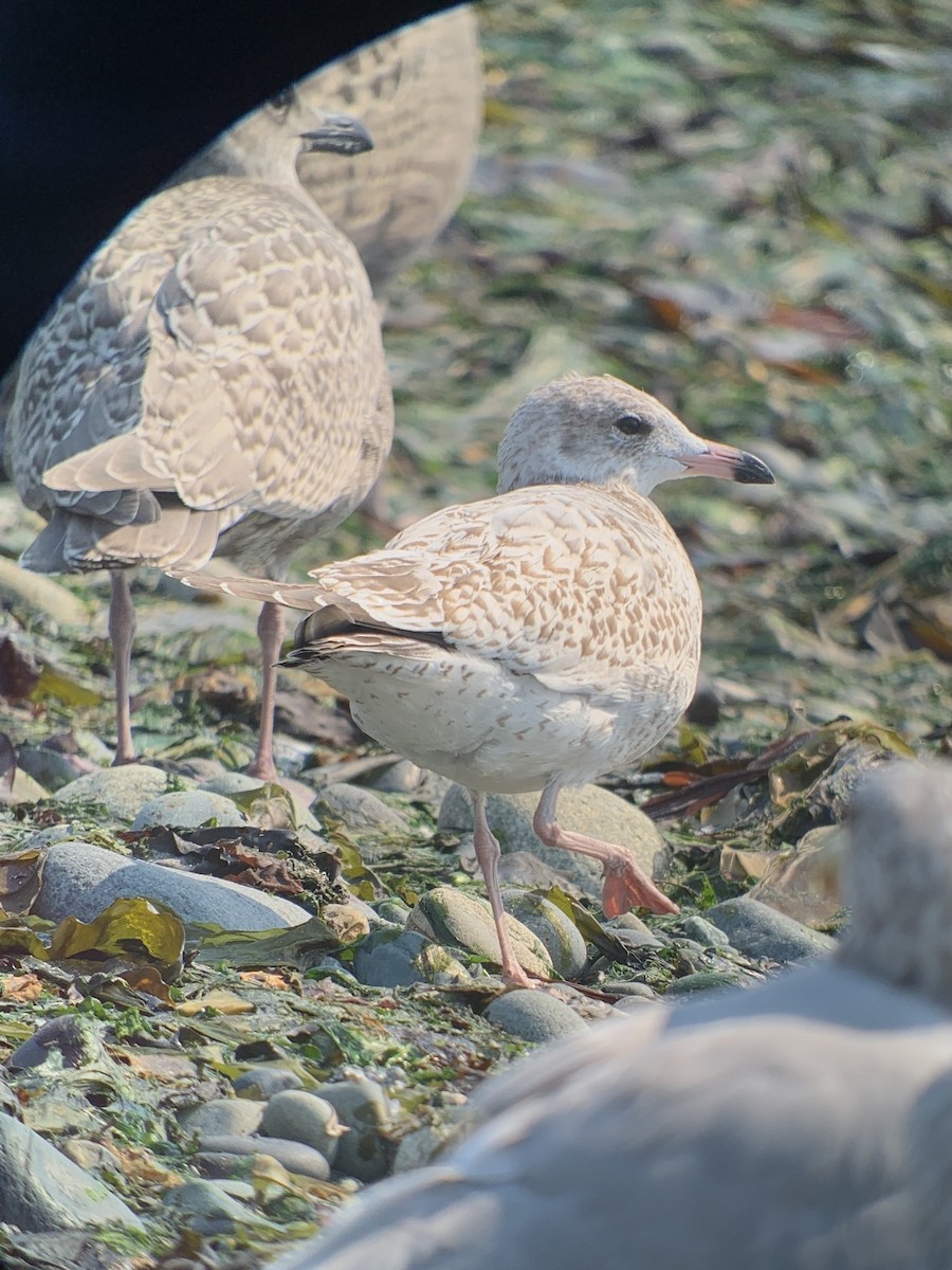 Ring-billed Gull - ML483067021