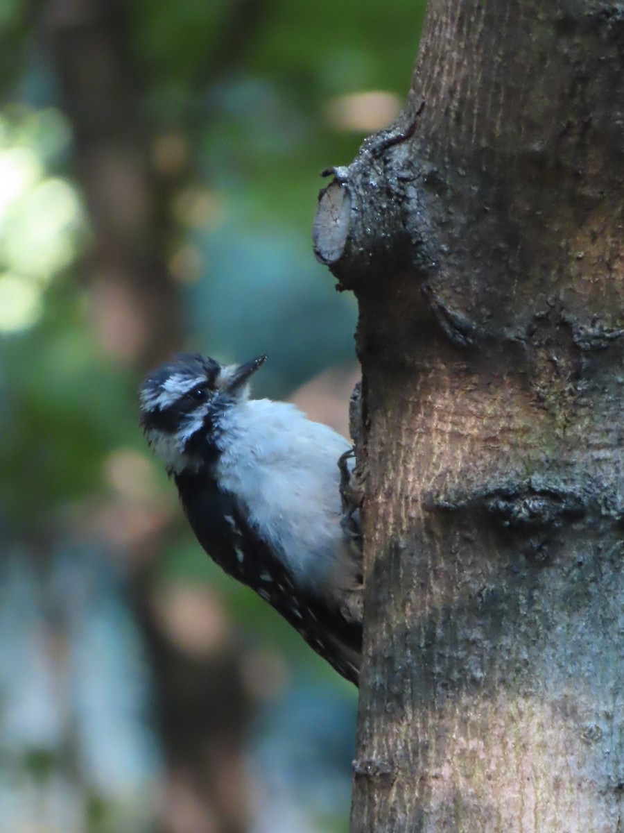 Downy Woodpecker - ML483067191