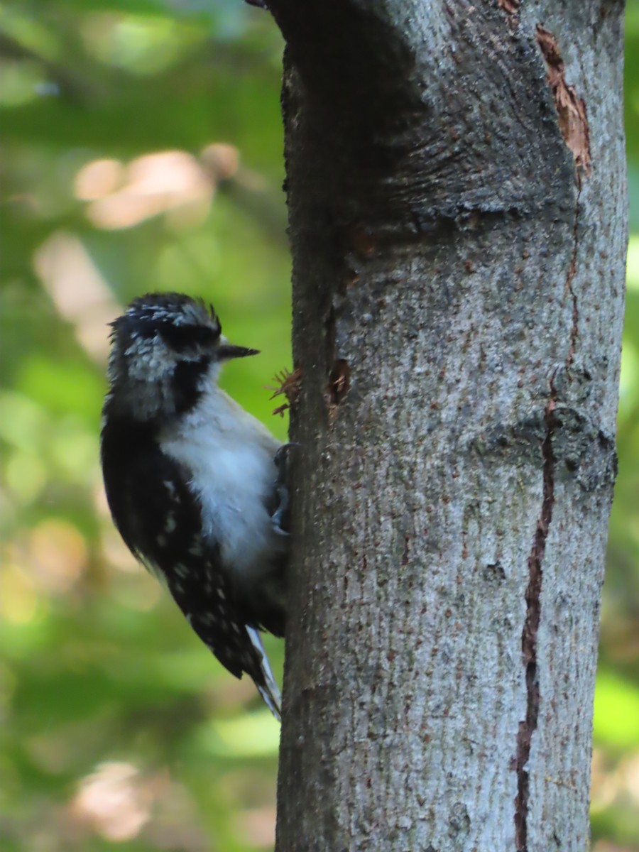 Downy Woodpecker - ML483067201