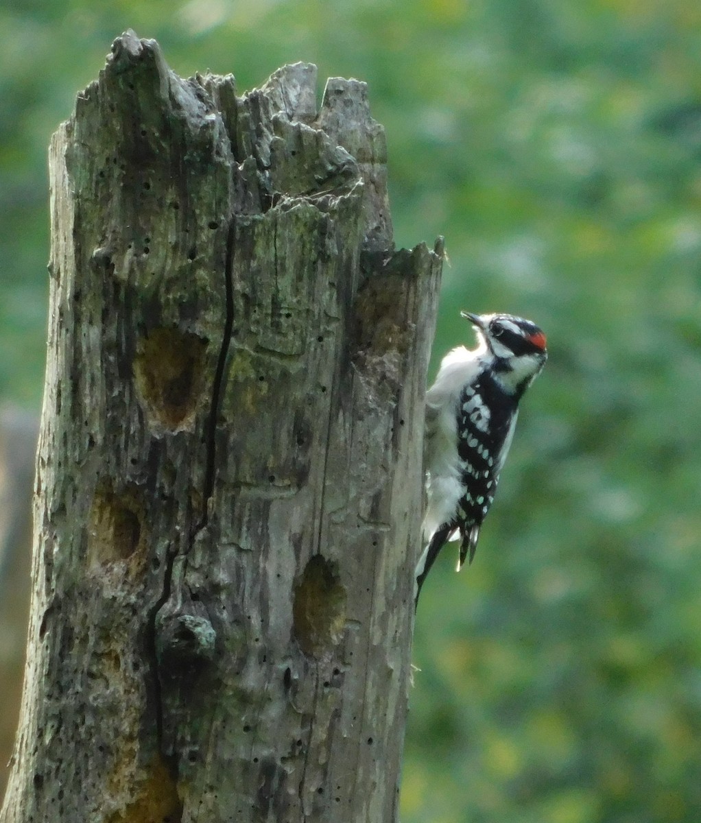 Downy Woodpecker - ML483067691