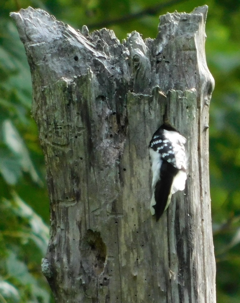 Downy Woodpecker - ML483068391