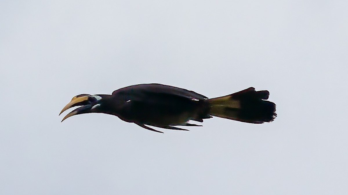 Bushy-crested Hornbill - Ng SH