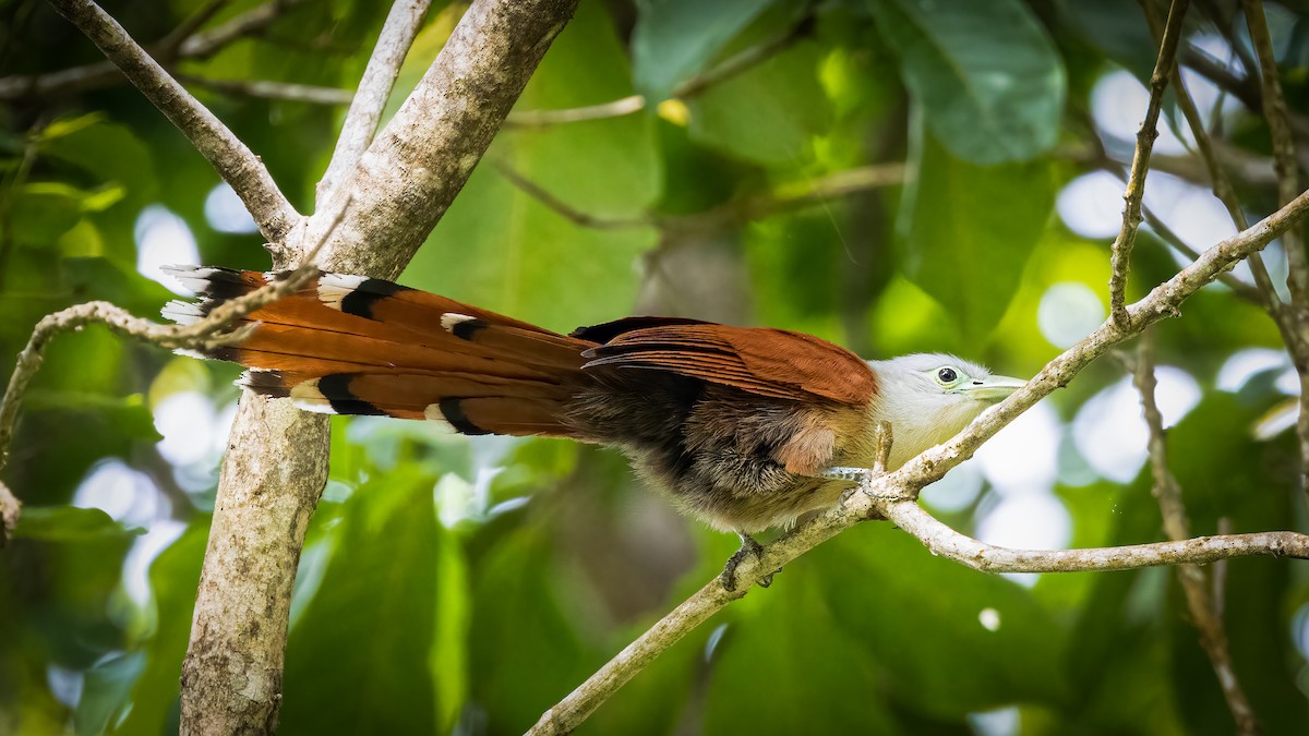 Raffles's Malkoha - ML483070341